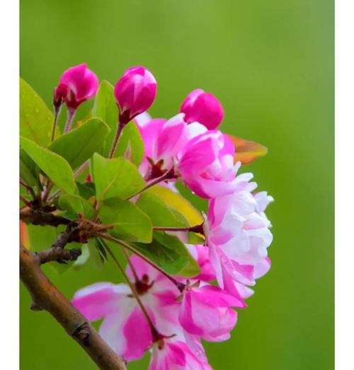 腊梅开花长叶，春意盎然（腊梅的生长规律和养护技巧）