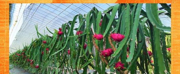火龙果种植间距详解（从间距浅谈火龙果种植的技巧）