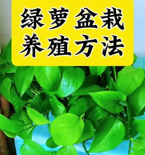 绿萝兰的养殖秘籍（从选购到繁殖，这15个技巧让你轻松成为绿萝兰专家）