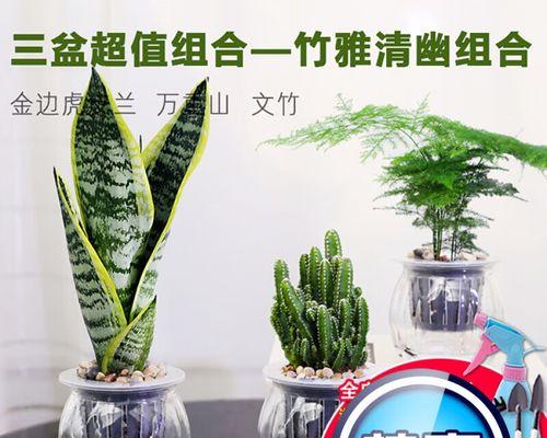 绿萝兰的养殖秘籍（从选购到繁殖，这15个技巧让你轻松成为绿萝兰专家）