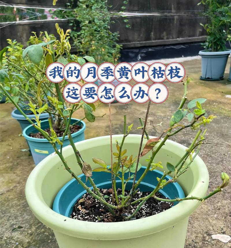 玫瑰的生长过程（探秘美丽花朵的成长奥秘）
