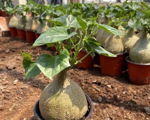 探秘块茎类植物的奥秘（解析块茎类植物的分类、生长特点与应用）