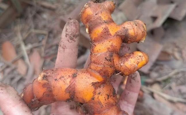 探秘块茎类植物的奥秘（解析块茎类植物的分类、生长特点与应用）