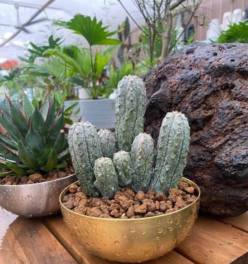 探秘块茎类植物的奥秘（解析块茎类植物的分类、生长特点与应用）