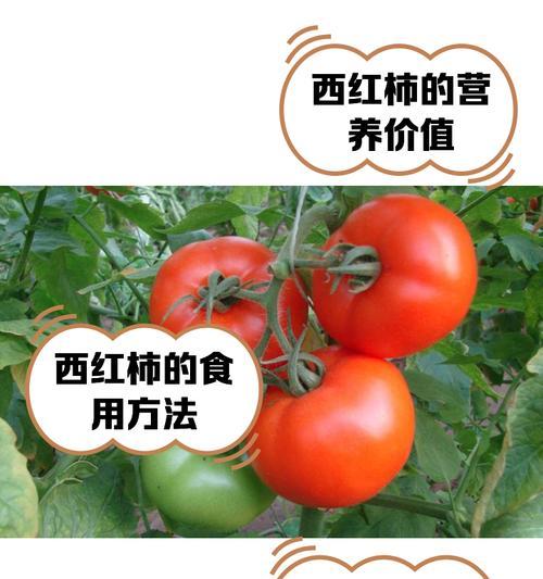 探究番茄的生命之源（探究番茄的生命之源）