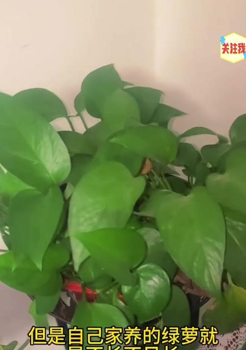 白醋兑水可否浇绿萝？（探究白醋与绿萝的关系及浇灌方法）