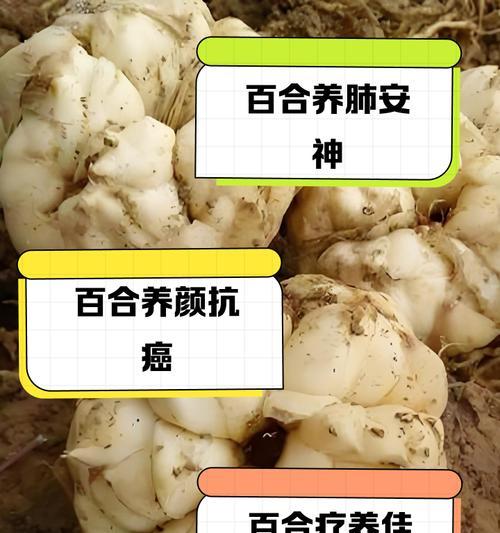 百合花种子（探究百合花种子的营养价值及食用方法）