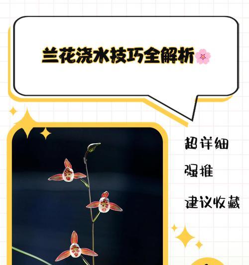 兰花水浇管理技巧（掌握浇水频次和浇水量，让兰花健康成长）