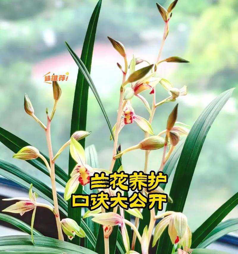 兰花水浇管理技巧（掌握浇水频次和浇水量，让兰花健康成长）