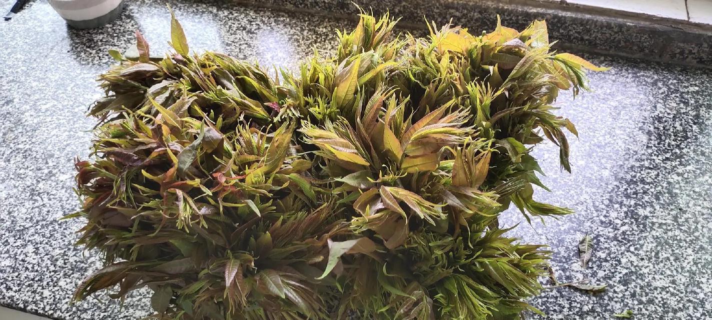 春菜和生菜的区别（春菜和生菜到底是不是一个东西？）