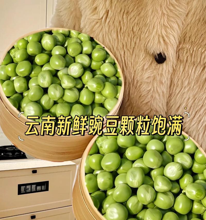 北方豌豆成熟时间及生长特点（探究北方豌豆生长周期及其育种技巧）