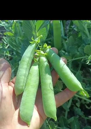 北方豌豆成熟时间及生长特点（探究北方豌豆生长周期及其育种技巧）