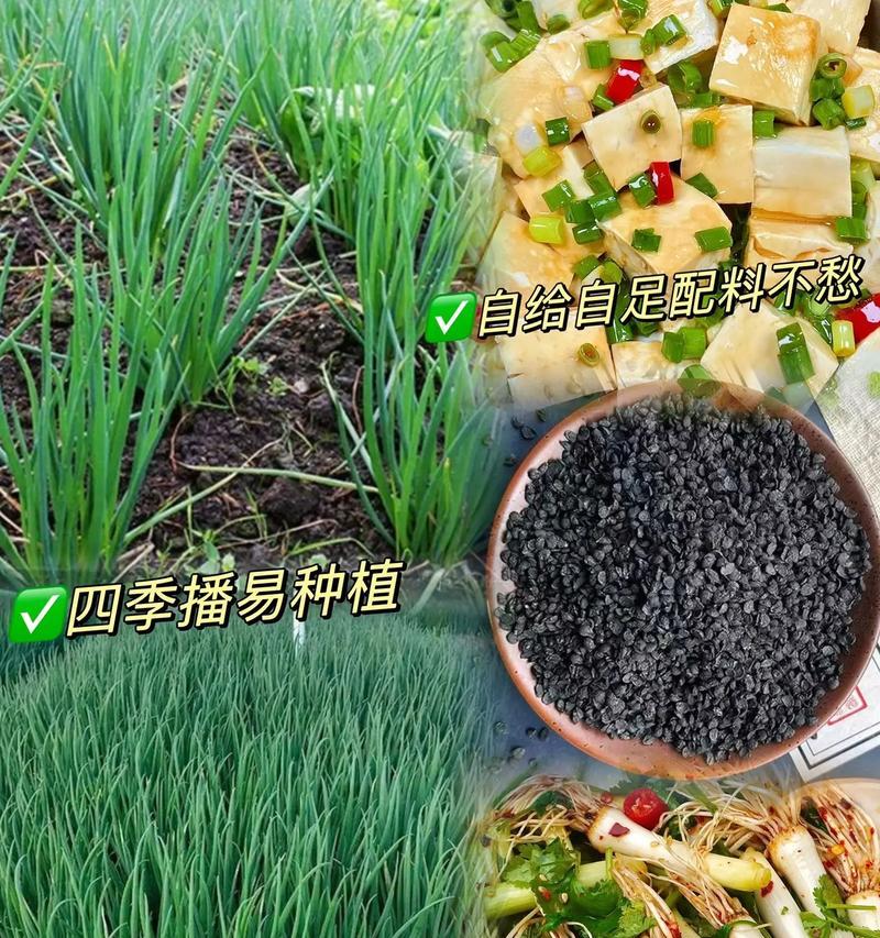 分葱的种植技术与秘诀（轻松掌握分葱的种植时间、方法及技巧）