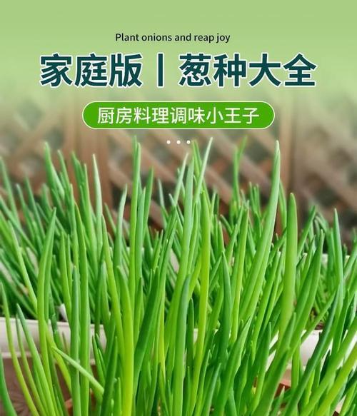 分葱的种植技术与秘诀（轻松掌握分葱的种植时间、方法及技巧）