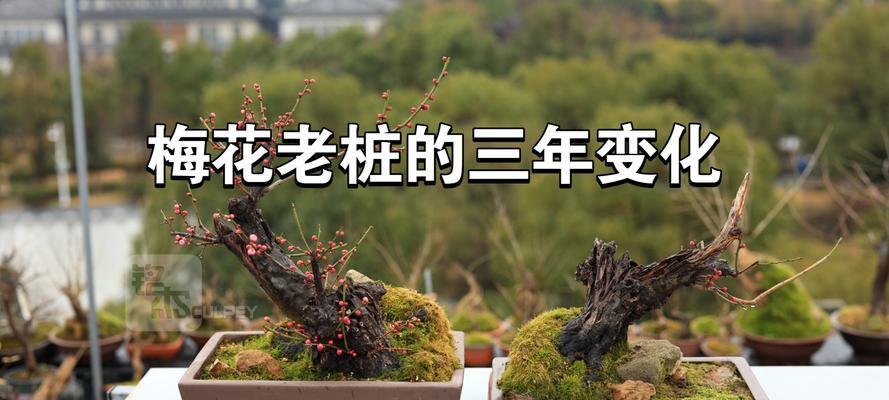 家里也能种梅花树！（打造居家美景，享受花开之美。）
