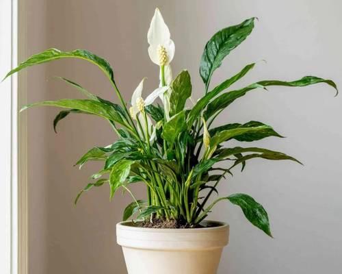 四季春花有毒吗？室内养殖该注意什么？（了解四季春花的毒性和栽培技巧，健康养花更安心）