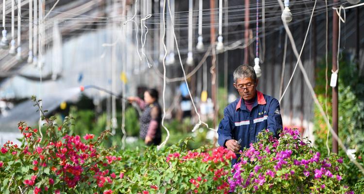 四季春花有毒吗？室内养殖该注意什么？（了解四季春花的毒性和栽培技巧，健康养花更安心）