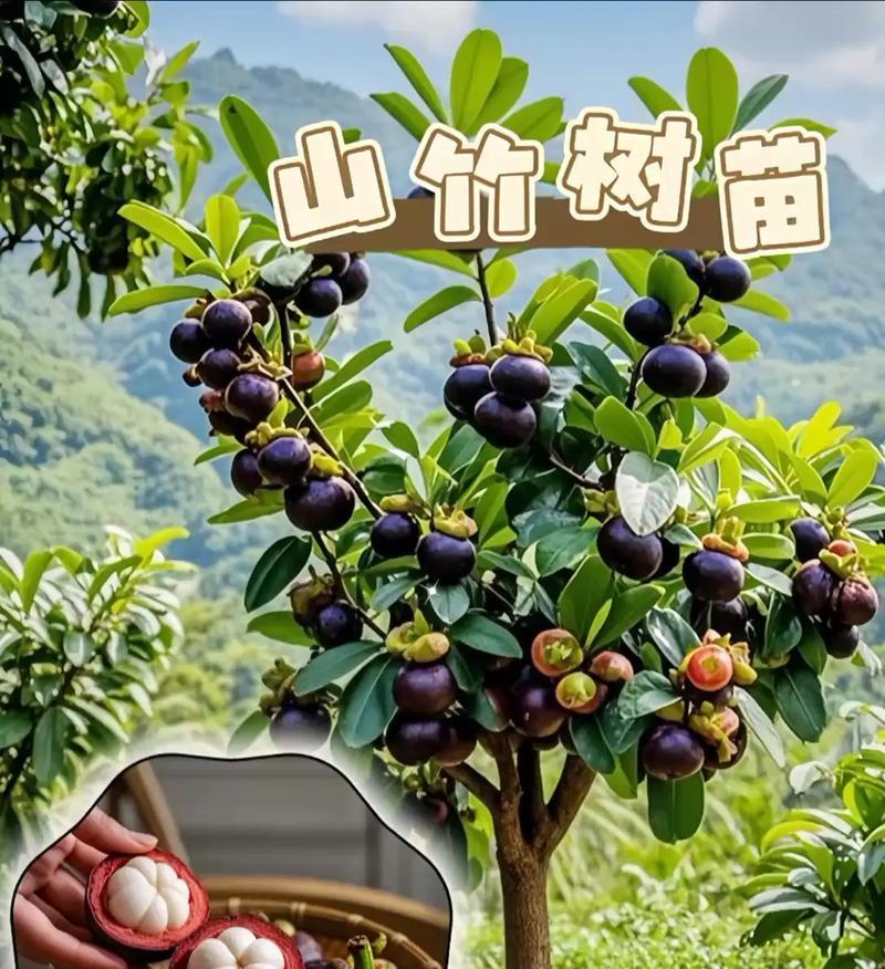 山竹果树几年结果实的特点（探究山竹果树果实成熟的时间和产量，并分析其与树龄的关系）