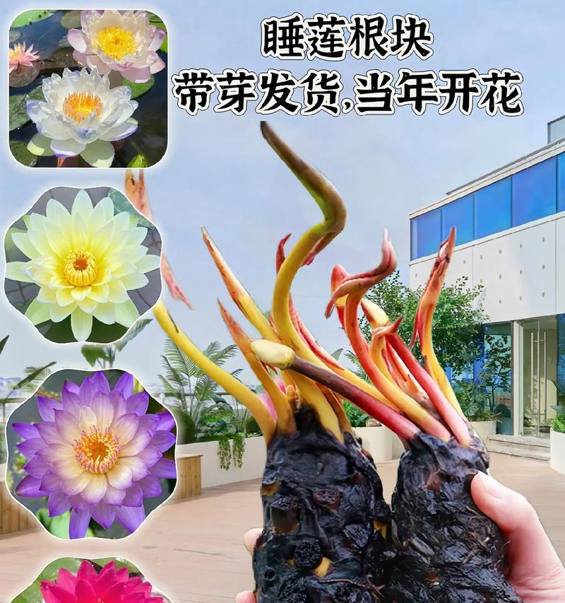 睡莲没有根可不可活？（睡莲生存的秘密与方法）