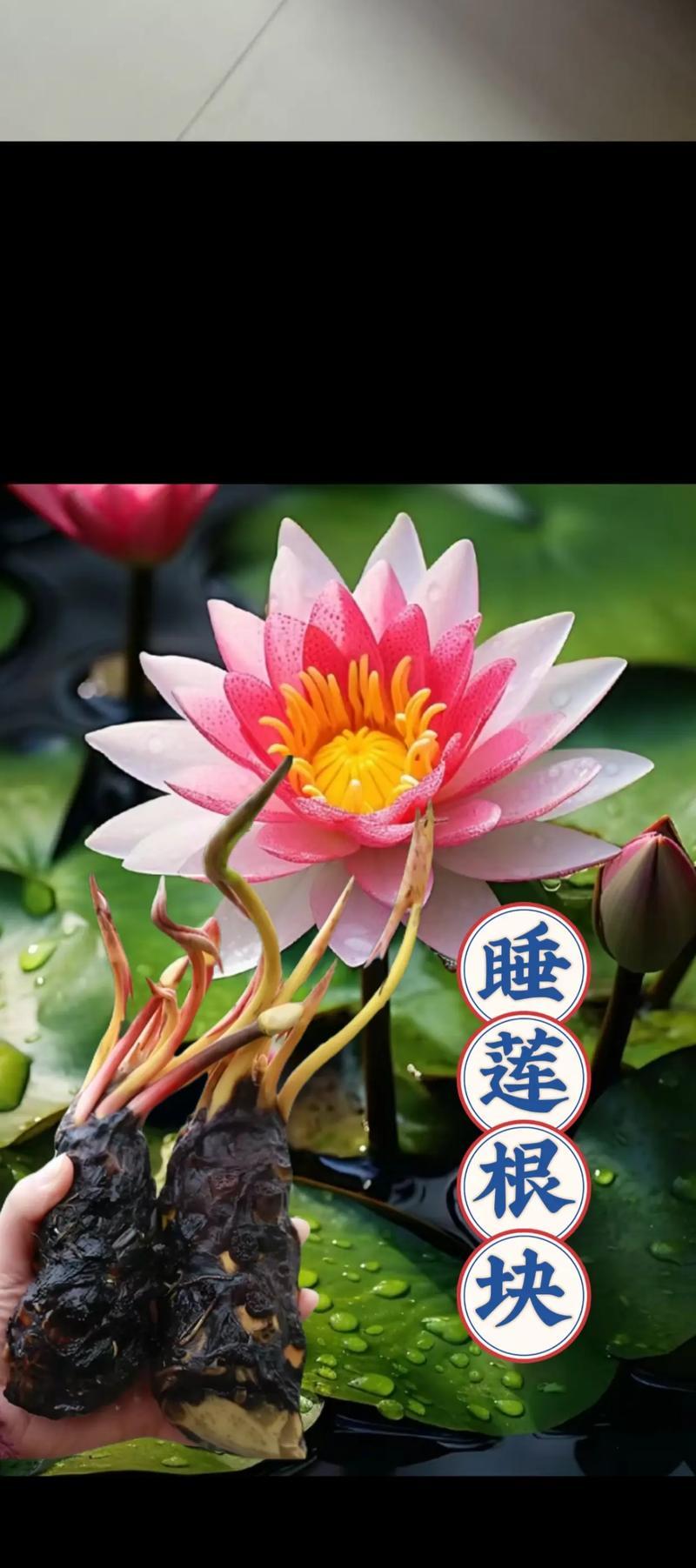睡莲没有根可不可活？（睡莲生存的秘密与方法）