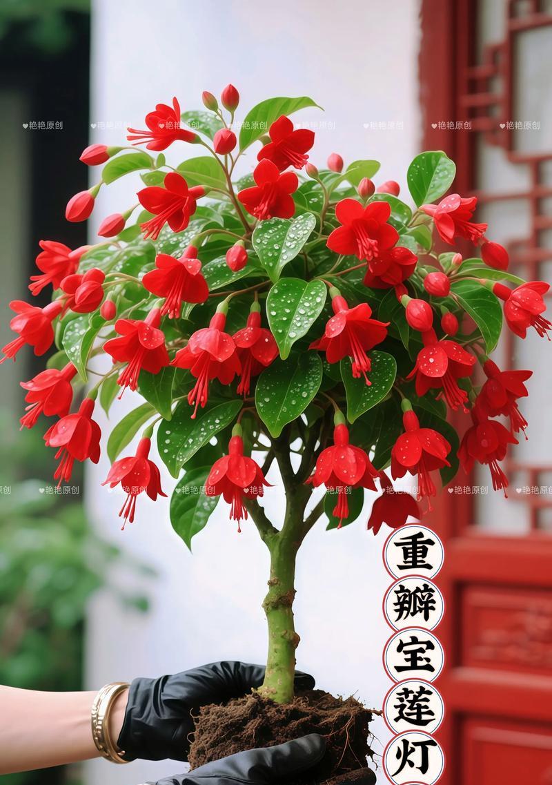 宝莲灯养花全攻略（掌握这些养护技巧，让宝莲灯开出绚丽花朵）