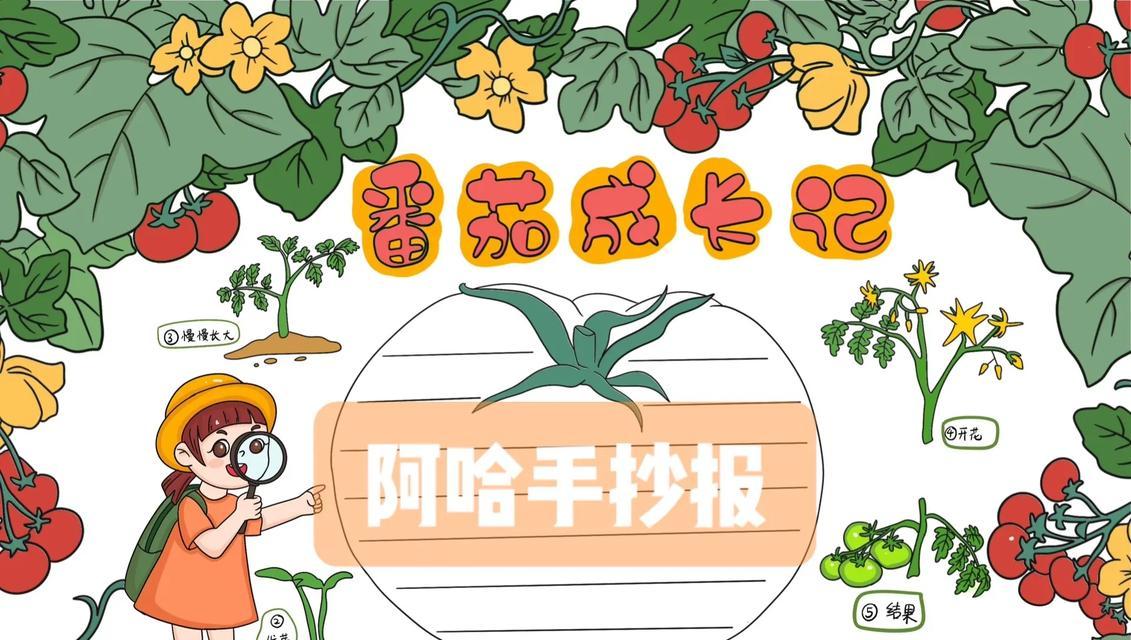 番茄（探究番茄的生长周期、延长寿命和繁殖方式）
