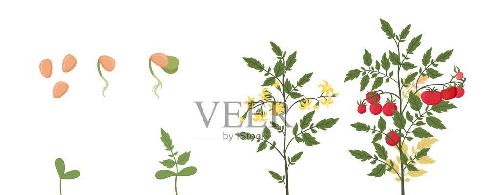 番茄（探究番茄的生长周期、延长寿命和繁殖方式）