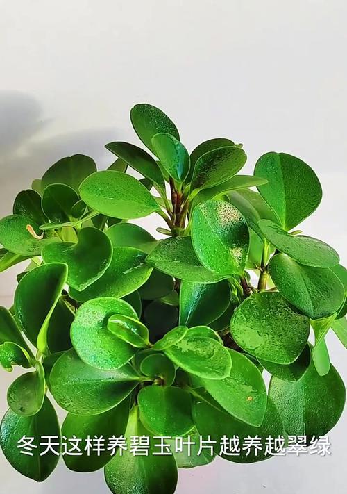 碧玉掉叶子怎么办（易掉叶原因与处理方法）