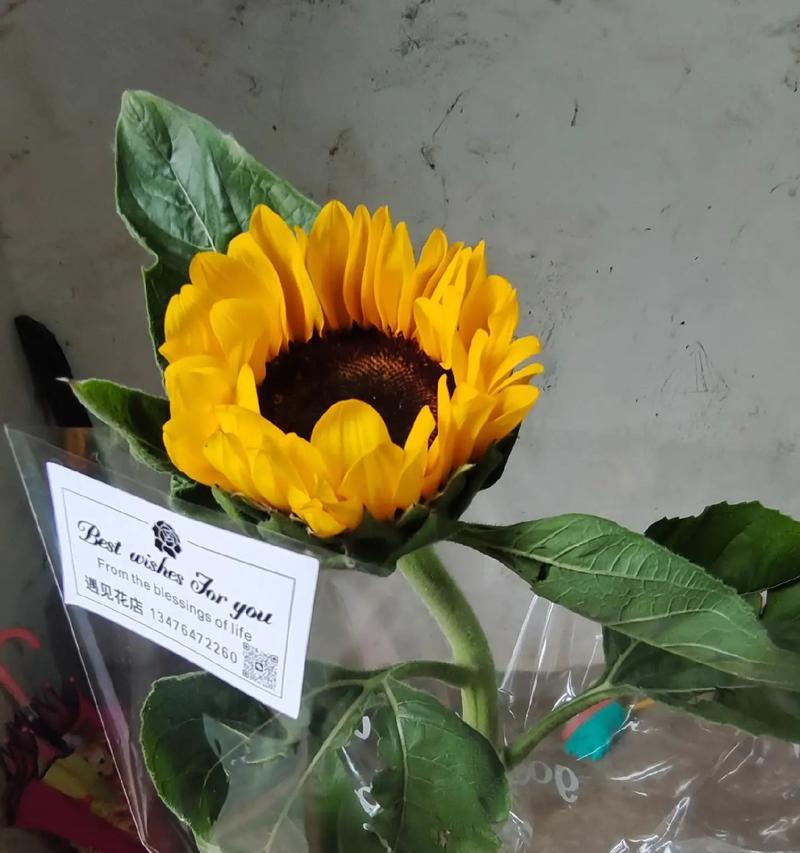 狗尾草的开花之美（探秘狗尾草的花语及开花时的样子）