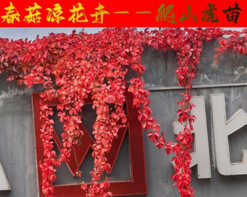 爬山虎的生长过程（探索绿色植物世界——了解爬山虎的成长历程）