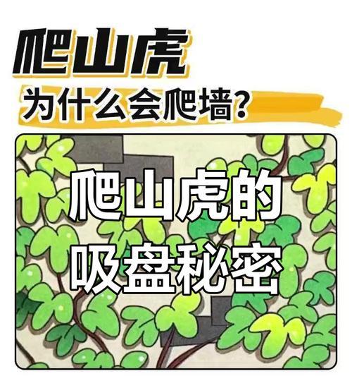 爬山虎的生长过程（探索绿色植物世界——了解爬山虎的成长历程）