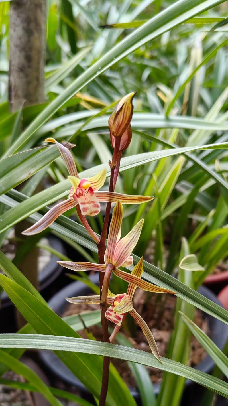 墨兰开花温度浅析（探究墨兰开花所需的适宜温度及其对生长的影响）
