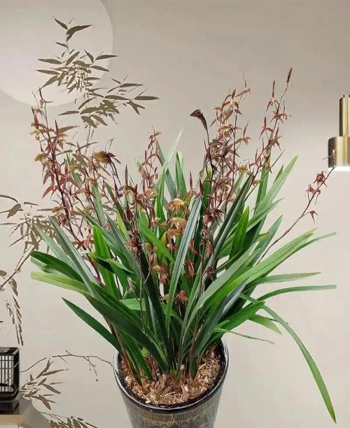 墨兰开花温度浅析（探究墨兰开花所需的适宜温度及其对生长的影响）