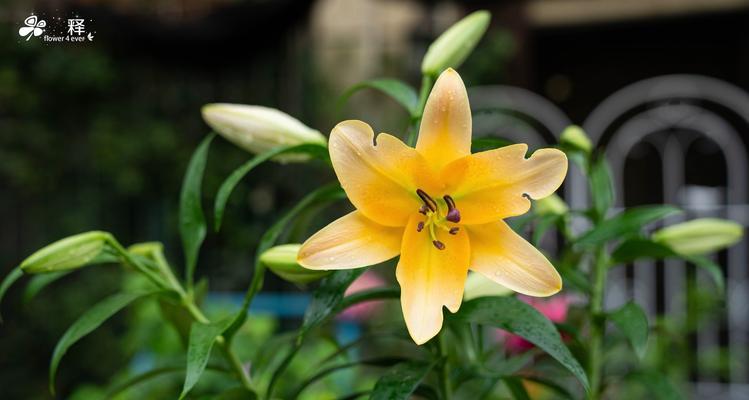 百合花的室内养殖技巧与注意事项（了解百合花的有毒成分，做好室内养殖的准备工作）