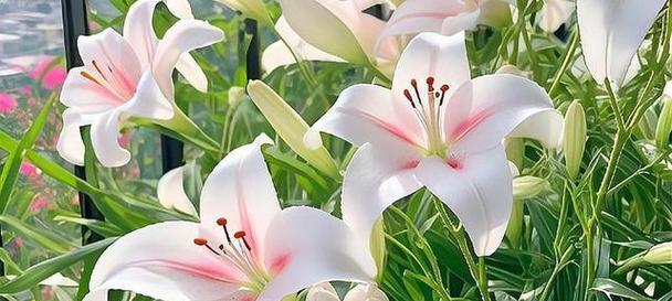 百合花的室内养殖技巧与注意事项（了解百合花的有毒成分，做好室内养殖的准备工作）