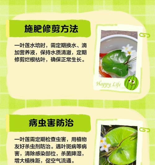 水培一叶莲的养护指南（让你的一叶莲健康茁壮成长）