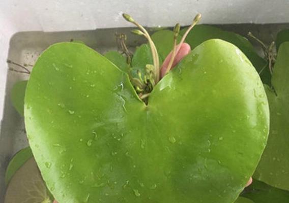 水培一叶莲的养护指南（让你的一叶莲健康茁壮成长）