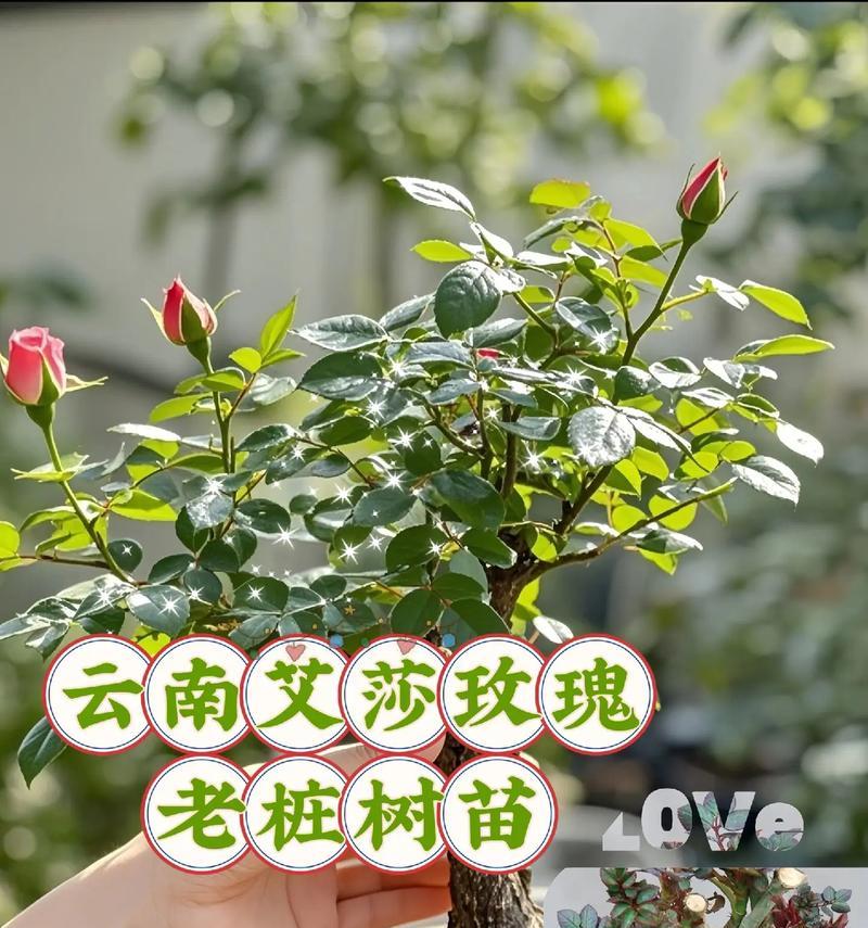 小玫瑰花的养护方法（家庭种植小玫瑰花的必备指南）