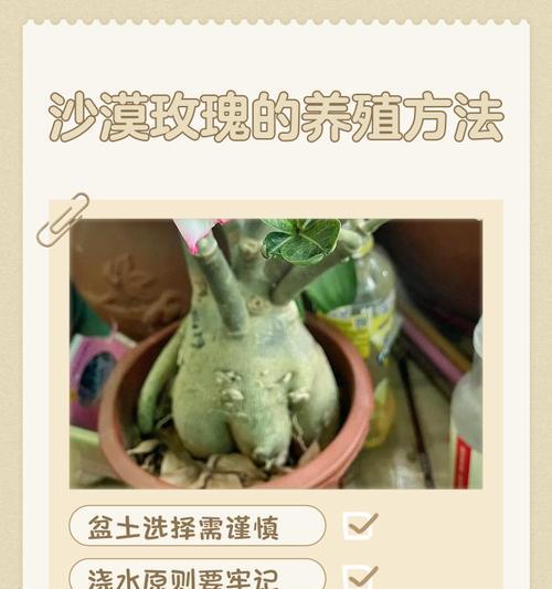 小玫瑰花的养护方法（家庭种植小玫瑰花的必备指南）