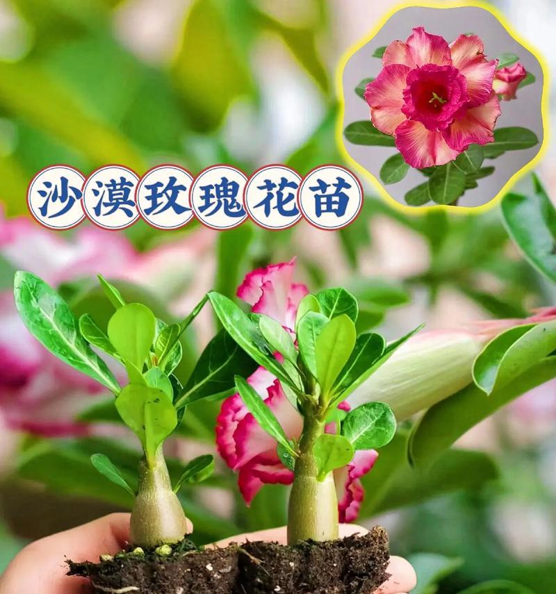 小玫瑰花的养护方法（家庭种植小玫瑰花的必备指南）