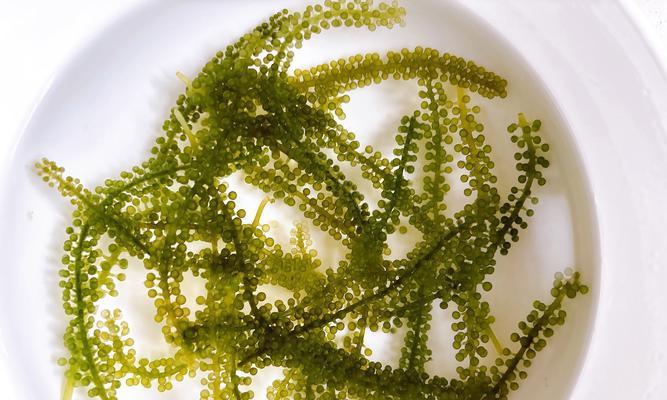 探秘海葡萄的药用价值（从多角度了解海葡萄）