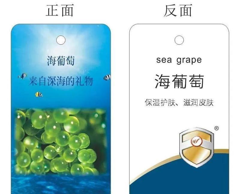 探秘海葡萄的药用价值（从多角度了解海葡萄）