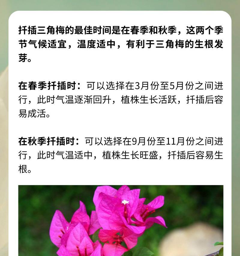 三角梅生长环境条件及特点（探究三角梅生长的秘密）