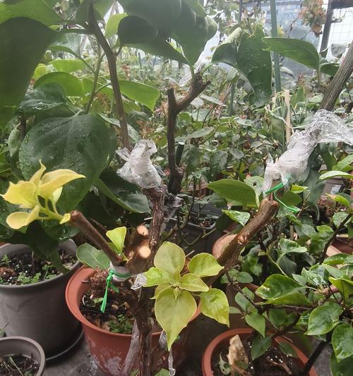三角梅生长环境条件及特点（探究三角梅生长的秘密）