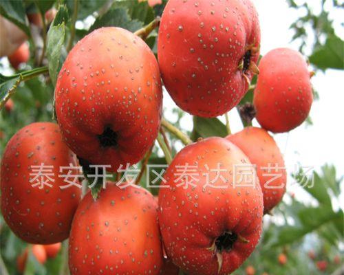 山楂扦插繁殖的方法与技巧（学会这些技巧，让你的山楂成为花园的焦点）