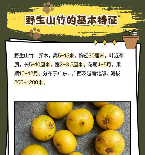 山竹树冬天是否会落叶？
