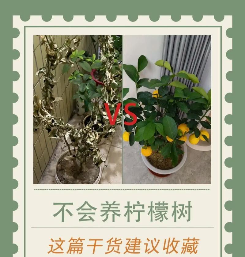 如何为柠檬树施肥？（选择适合柠檬树的肥料，让果实更多、更甜）