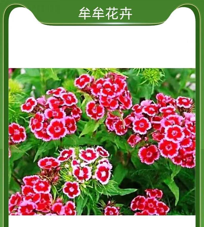 石竹种植与开花全过程（从播种到盛放，揭秘石竹花开的神秘过程）