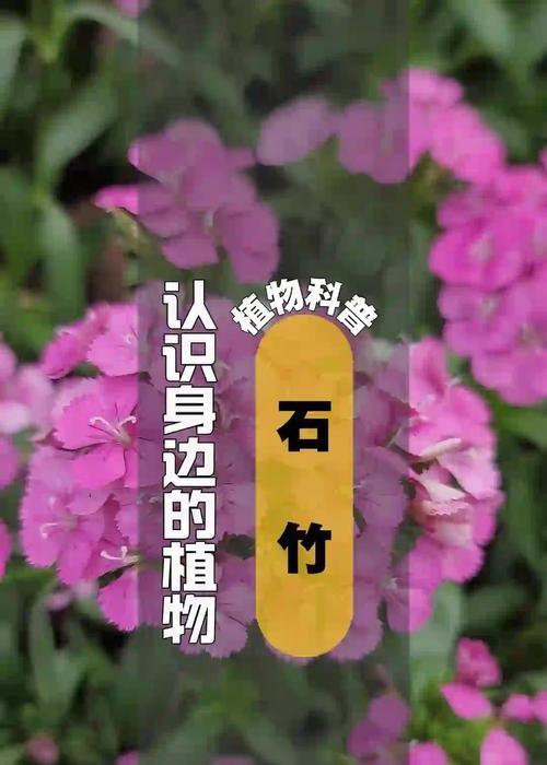 石竹种植与开花全过程（从播种到盛放，揭秘石竹花开的神秘过程）