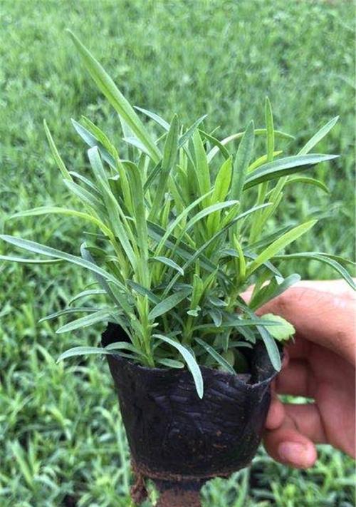 石竹种植与开花全过程（从播种到盛放，揭秘石竹花开的神秘过程）